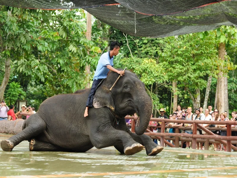 Bonds with Nature's Giants: "Enthusiastic tourists forming bonds with nature's giants as they interact with the elephants in their natural habitat."