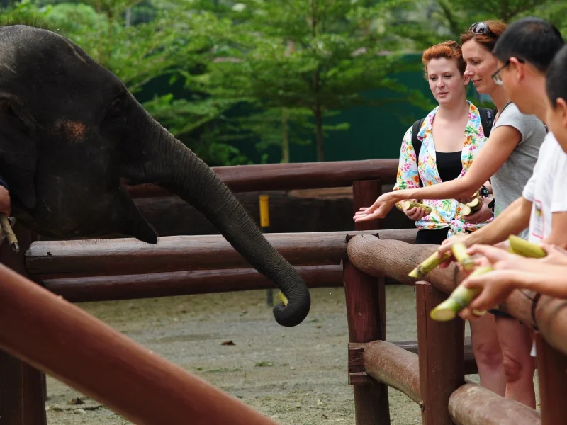 Bonds with Nature's Giants: "Enthusiastic tourists forming bonds with nature's giants as they interact with the elephants in their natural habitat."