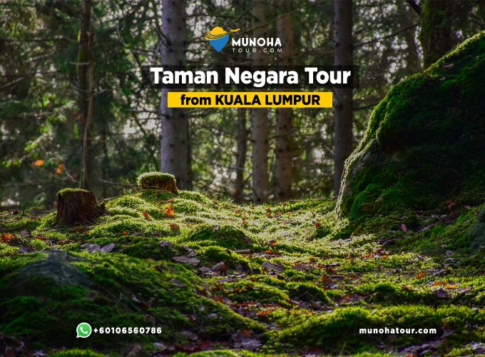 Scenic view of Taman Negara’s lush rainforest canopy and river during a Taman Negara Day Tour