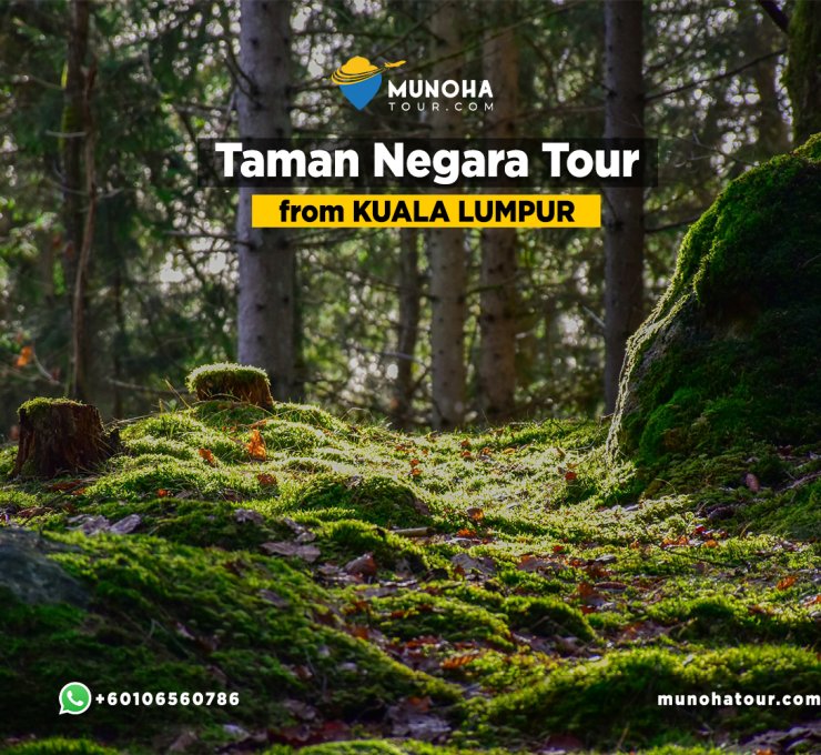 Scenic view of Taman Negara’s lush rainforest canopy and river during a Taman Negara Day Tour