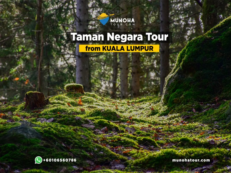 Scenic view of Taman Negara’s lush rainforest canopy and river during a Taman Negara Day Tour