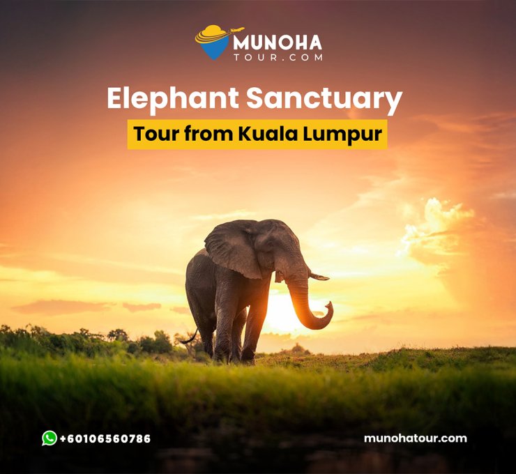 Elephant Riding Experience: "Thrilled guests savoring a memorable elephant ride, creating unforgettable memories at Elephant Sanctuary Kuala Gandah."